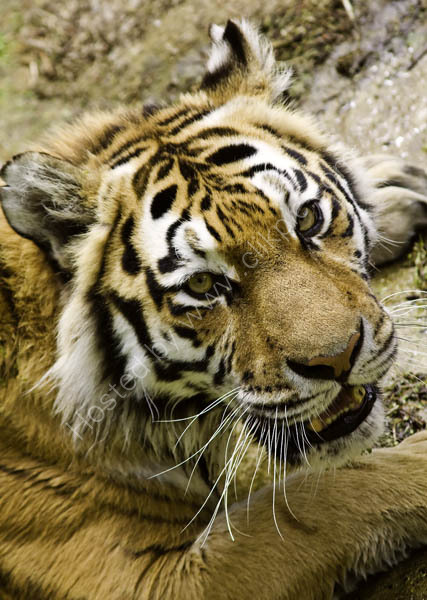 Siberian Tiger
